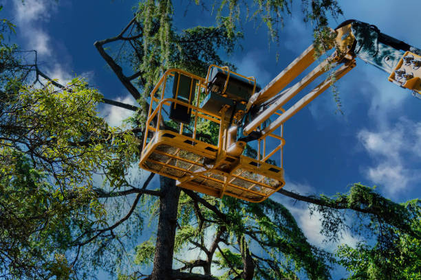 Best Tree Preservation Services  in Pacifi, CA