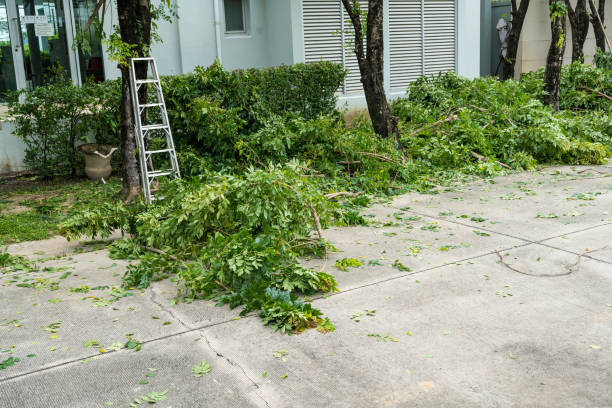  Pacifi, CA Tree Removal Pros