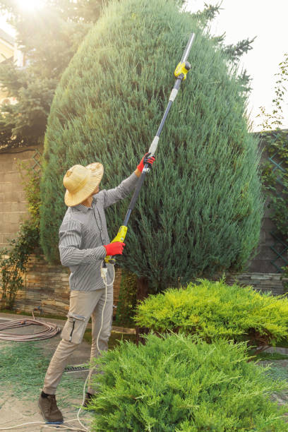 Best Tree Disease Treatment  in Pacifi, CA