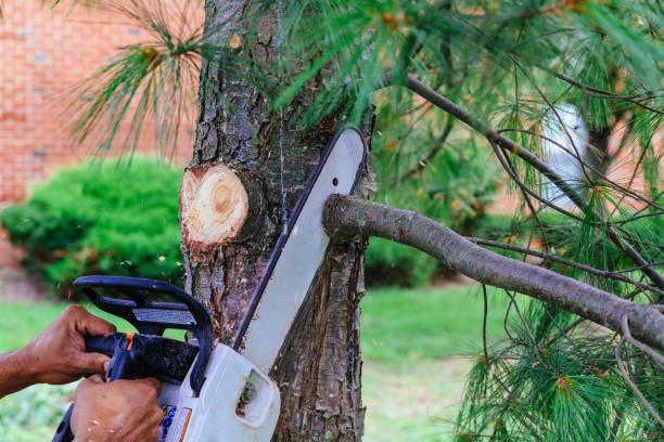 Best Arborist Consultation Services  in Pacifi, CA